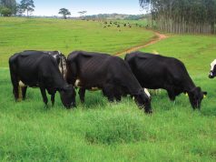 Apoio ao Campo: Tubarão Cria Programa com Subsídio para Exames de Brucelose e Tuberculose
