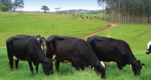 Apoio ao Campo: Tubarão Cria Programa com Subsídio para Exames de Brucelose e Tuberculose