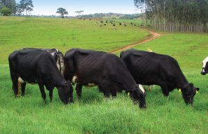 Apoio ao Campo: Tubarão Cria Programa com Subsídio para Exames de Brucelose e Tuberculose