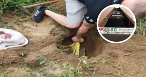 Justiça decreta prisão de suspeitos de matar cães em SC