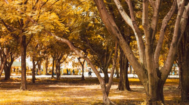 Autumn forest scenery with rays of warm light illumining the gol