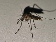 Tubarão ultrapassa 500 focos do Aedes aegypti e Secretaria de Saúde reforça alerta à população