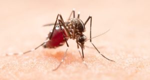 Focos do Aedes aegypti sobem para 554 em Tubarão; Centro lidera com 61 ocorrências