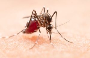 Focos do Aedes aegypti sobem para 554 em Tubarão; Centro lidera com 61 ocorrências