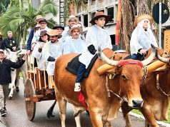 Desfile de Carros de Boi Emociona Tubarão após Mais de 30 Anos: Tradição Renasce no Centro