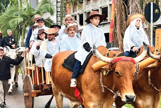 Desfile de Carros de Boi Emociona Tubarão após Mais de 30 Anos: Tradição Renasce no Centro