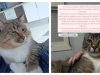 Envenenamento de Animais no Fábio Silva Assusta Moradores de Tubarão: Polícia Civil Investiga