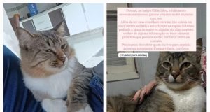 Envenenamento de Animais no Fábio Silva Assusta Moradores de Tubarão: Polícia Civil Investiga