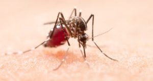 Dengue em Tubarão: Focos do Aedes aegypti ultrapassam 600 em 2026