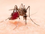 Dengue em alerta: Tubarão registra 626 focos do Aedes aegypti em 2026