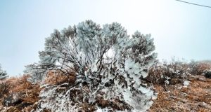 Geada Ampla e Frio Extremo: Previsão do Tempo para Tubarão na Semana