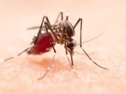 Tubarão intensifica combate ao Aedes aegypti; dengue tem 122 casos Foto: Magnific (Banco de Imagens)