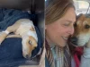 Esperança encontra novo lar: cachorra resgatada em Tubarão é adotada após recuperação