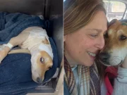 Esperança encontra novo lar: cachorra resgatada em Tubarão é adotada após recuperação