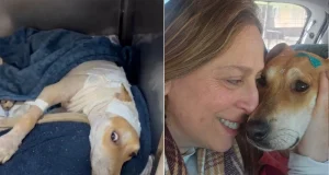 Esperança encontra novo lar: cachorra resgatada em Tubarão é adotada após recuperação