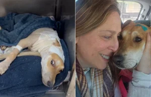Esperança encontra novo lar: cachorra resgatada em Tubarão é adotada após recuperação