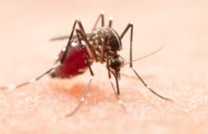 Tubarão registra 697 focos de dengue e intensifica ações de prevenção