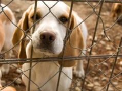 Prefeitura convoca protetores de animais de Tubarão para credenciamento Imagem: Canva