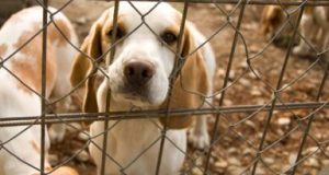 Prefeitura convoca protetores de animais de Tubarão para credenciamento Imagem: Canva