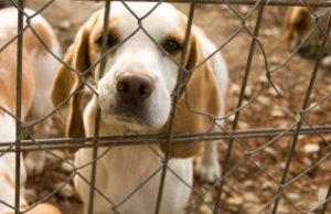 Prefeitura convoca protetores de animais de Tubarão para credenciamento Imagem: Canva