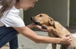 Tubarão Terá Atendimento Veterinário Gratuito para Cães Errantes Imagem: Magnific